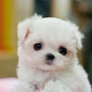 Meet your Posher, Anisha